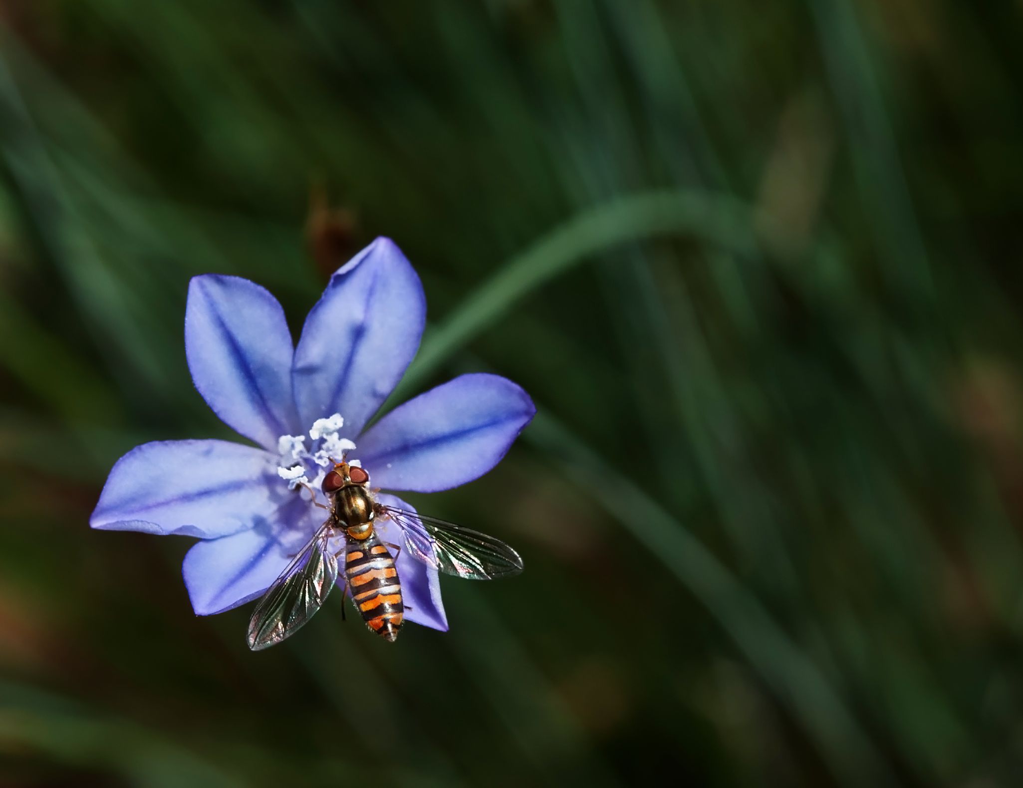 Abeja en Flor